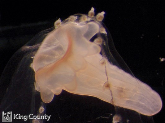 Photo of Peachia quinquecapitata